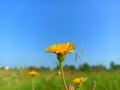 Hieracium laevigatum or smooth hawkweed. Hieracium, known by the common nameÃÂ hawkweed and classically asÃÂ hierakion Royalty Free Stock Photo